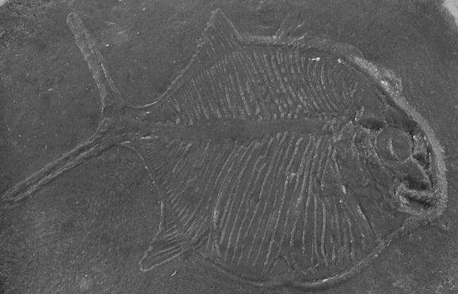 Fossilized-prehistoric-fish-accent-concrete-stamp